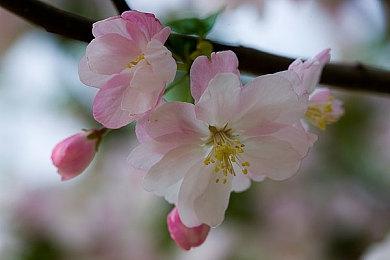 《超级马里奥兄弟：惊奇》通过ESRB评级 大反派还是库巴